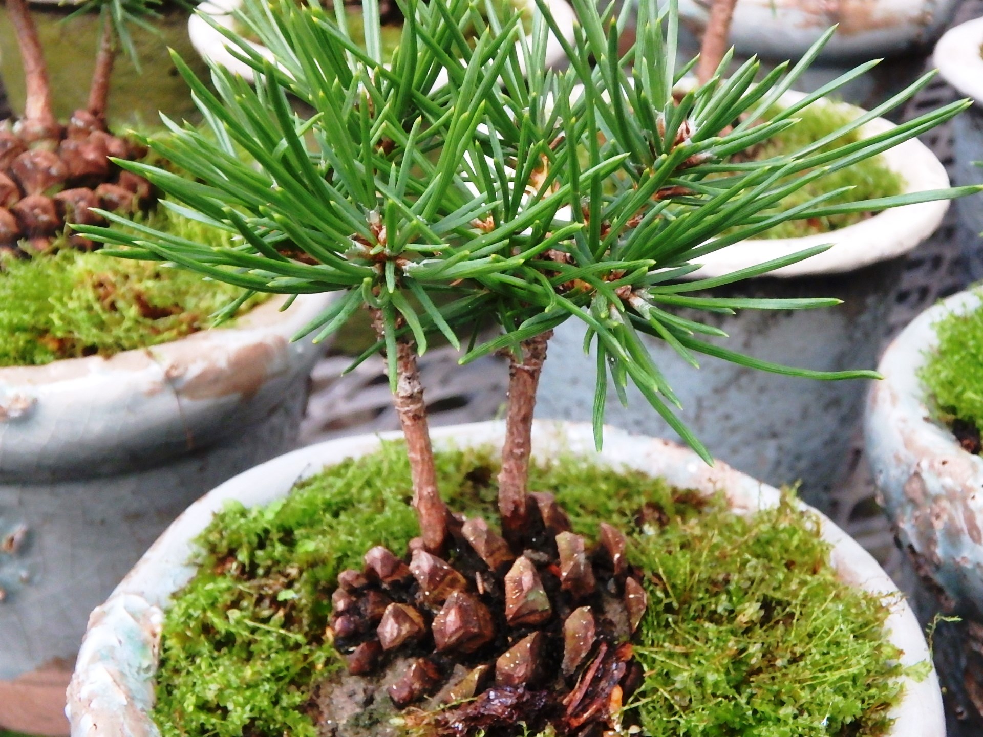 松ぼっくりから生えた松の木ミニ盆栽 観葉植物レンタルの大阪アルファ ウィン