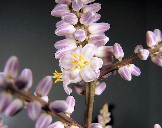 観葉植物に咲いた花は切る 切らない 観葉植物レンタルの大阪アルファ ウィン