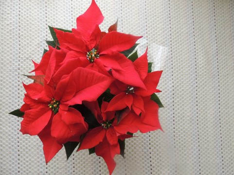 ポインセチアは をしなければクリスマスの時期に赤くならない 観葉植物レンタルの大阪アルファ ウィン