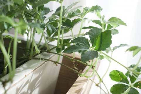 室内で観葉植物を育てるのに気を付けたいこと 明るさと温度と風 観葉植物レンタルの大阪アルファ ウィン