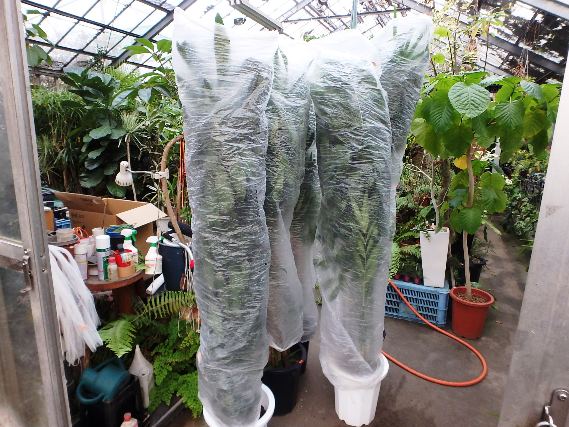 「餅は餅屋」面倒なことはプロに任せるのが一番！ 観葉植物レンタルの大阪アルファ・ウィン