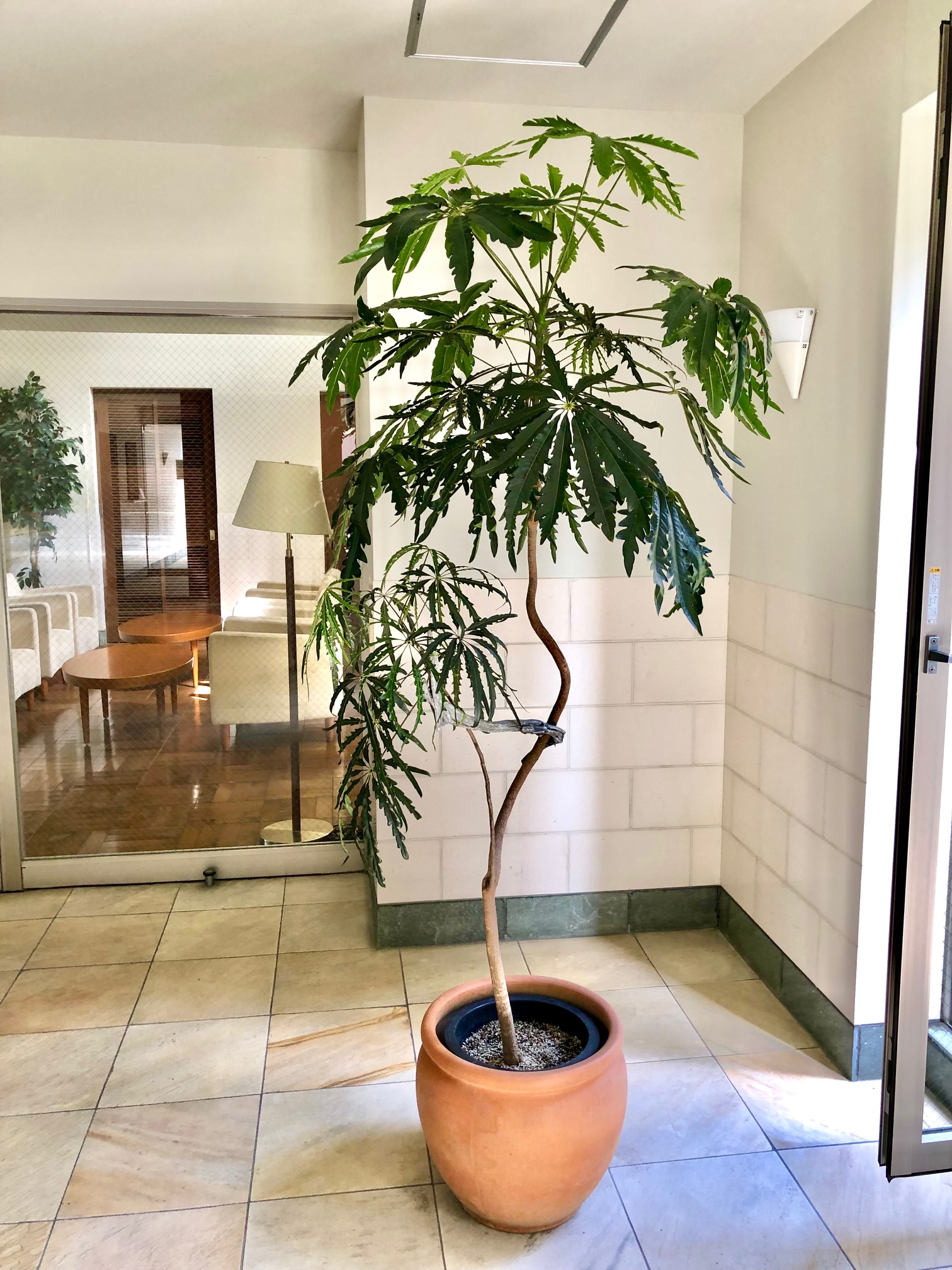 【引き取りのみ】高さ2m超級の観葉植物も支えられる特大植木鉢（鉢のみ） 2mオーバーの背の高い鉢植えでも値段は同じです！ | 観葉植物レンタル