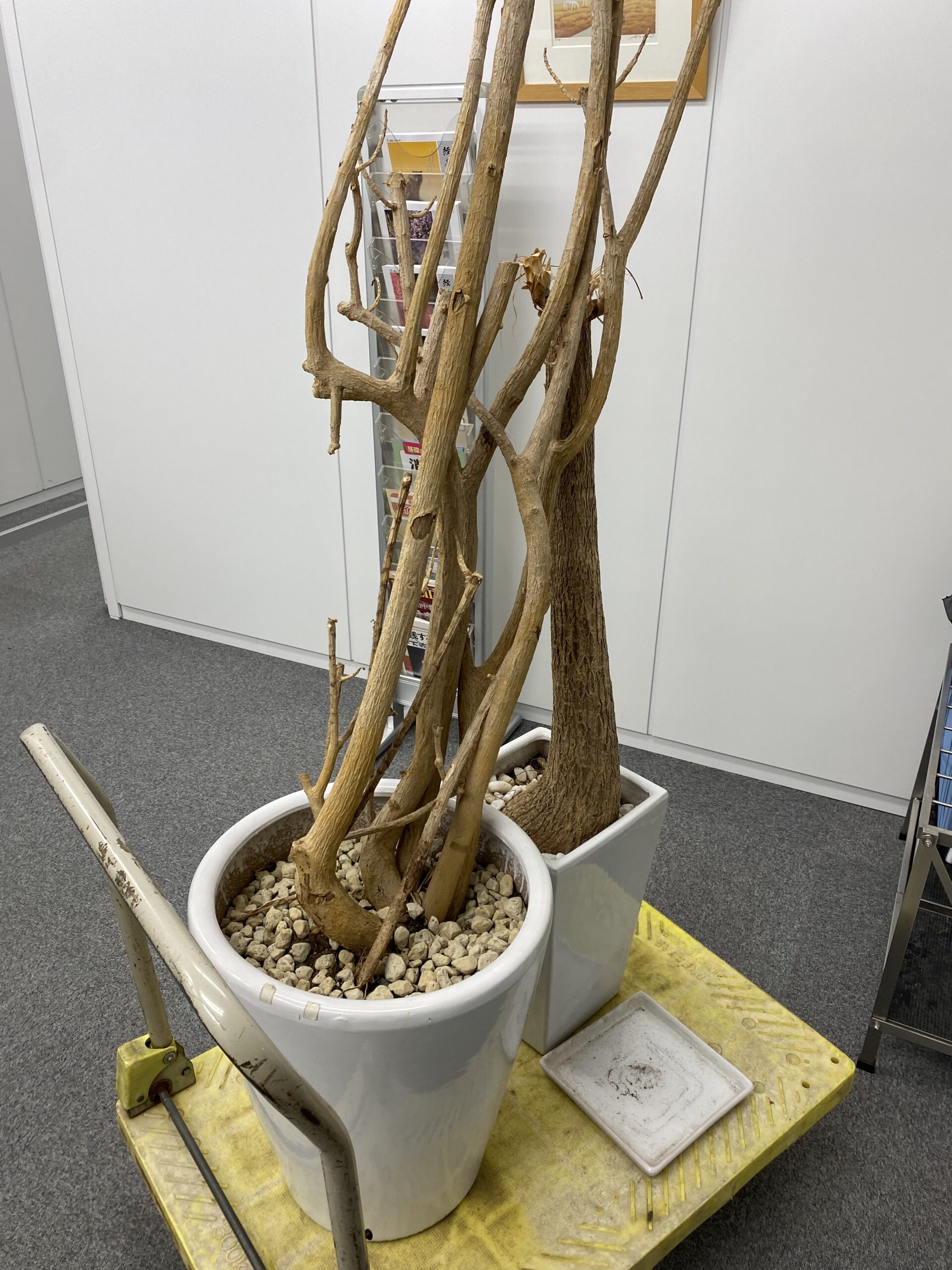 枯れてしまった観葉植物どうしていますか 観葉植物レンタルの大阪アルファ ウィン