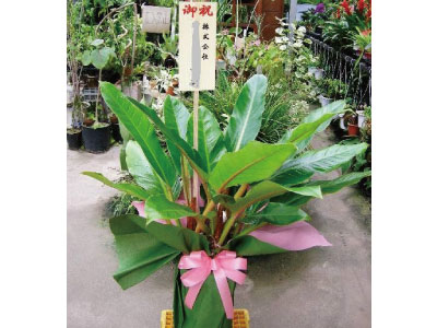 祝花・観葉植物販売