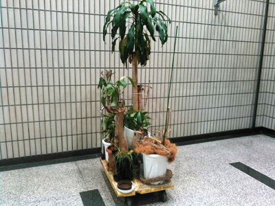 鉢物植物引き取り