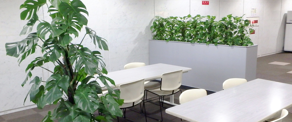 観葉植物の定期レンタル 大阪の観葉植物レンタルなら 有限会社アルファ ウィン 観葉植物の定期レンタル 大阪の観葉植物レンタルなら 有限会社アルファ ウィン